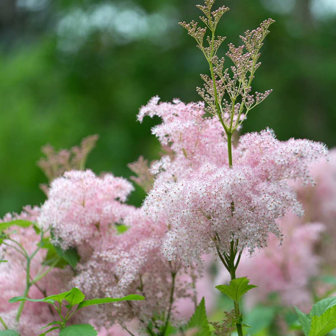 Filipendula purpurea 'Elegans'