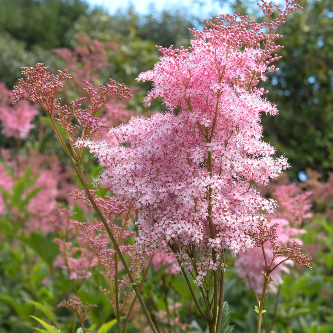 Filipendula rubra 'Venusta'