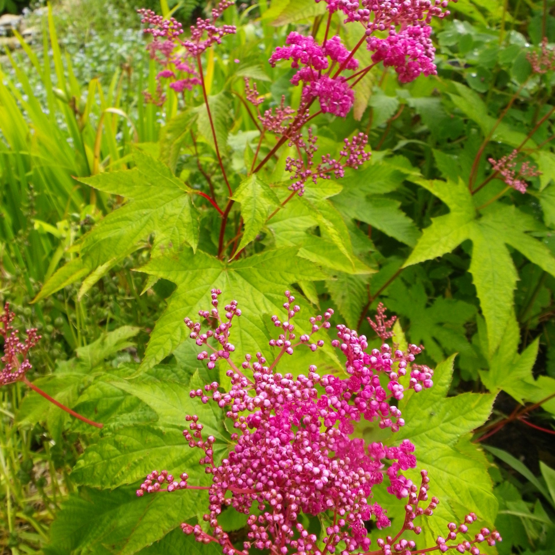 Filipendula x 'Kahome'