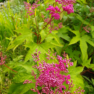 Filipendula 'Kahome'