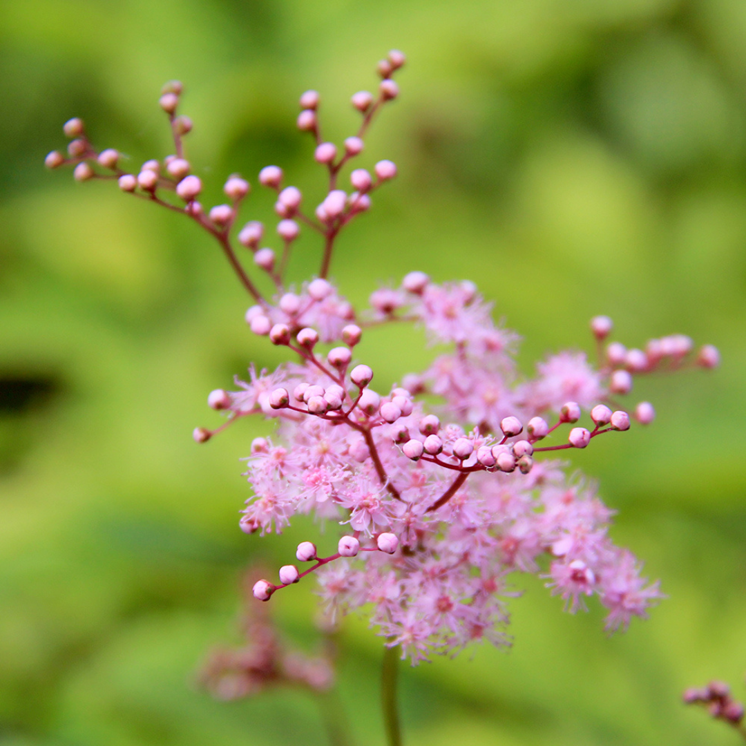 Filipendula x 'Red Umbrellas'