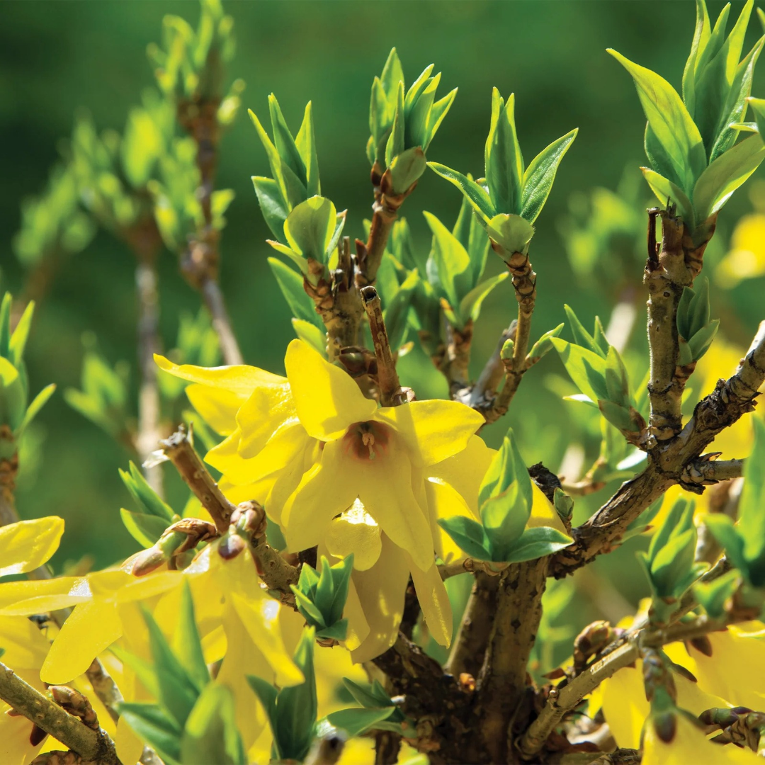 Forsythia ovata 'Northern Gold'