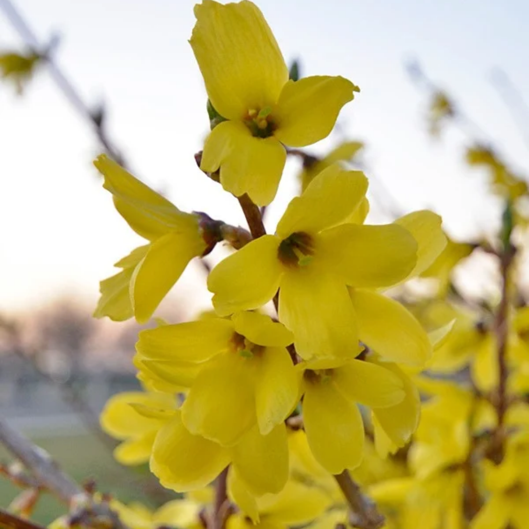 Forsythia ovata 'Ottawa'