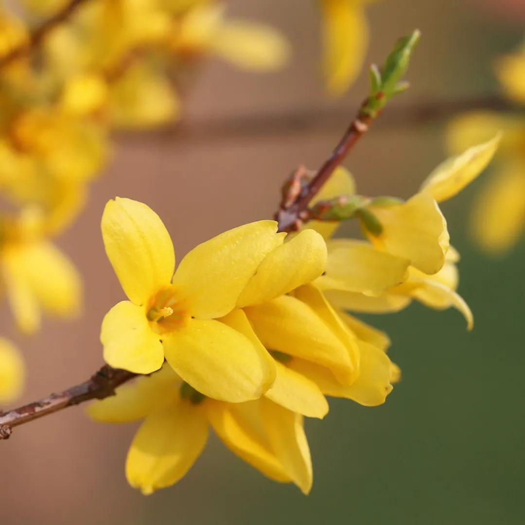 Forsythia suspensa