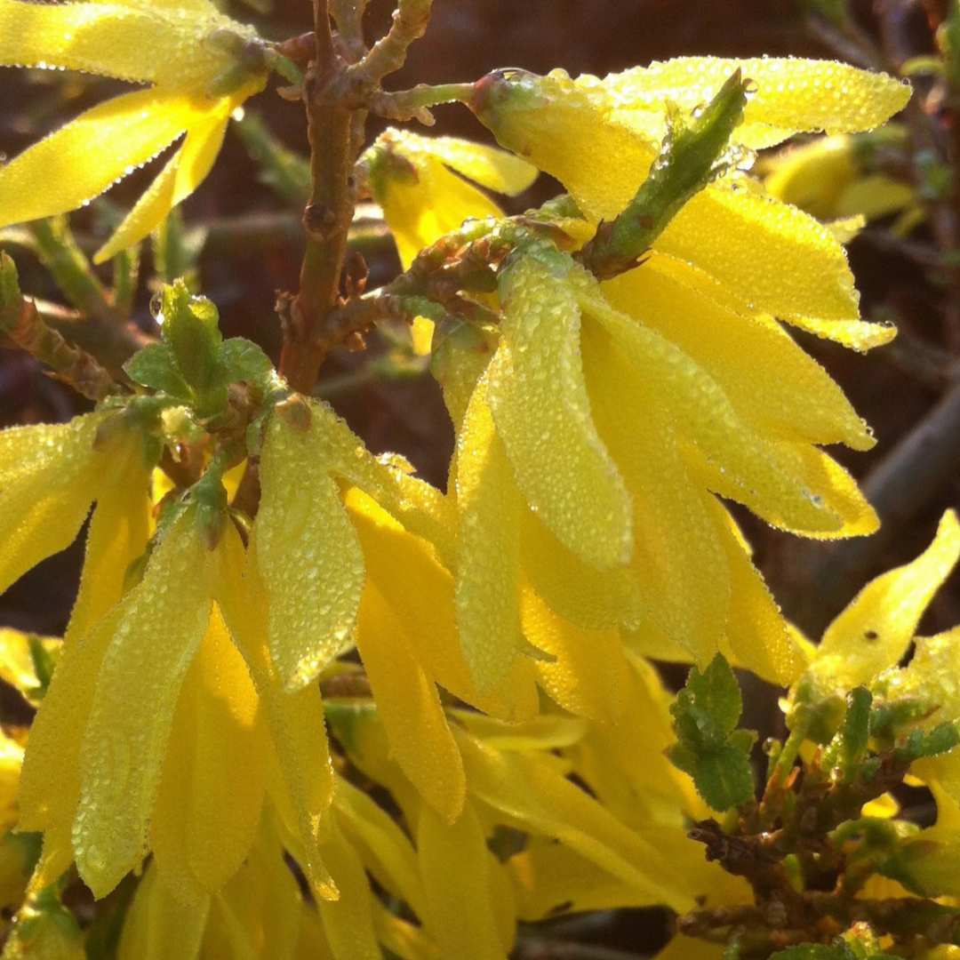 Forsythia x intermedia Gold Tide®