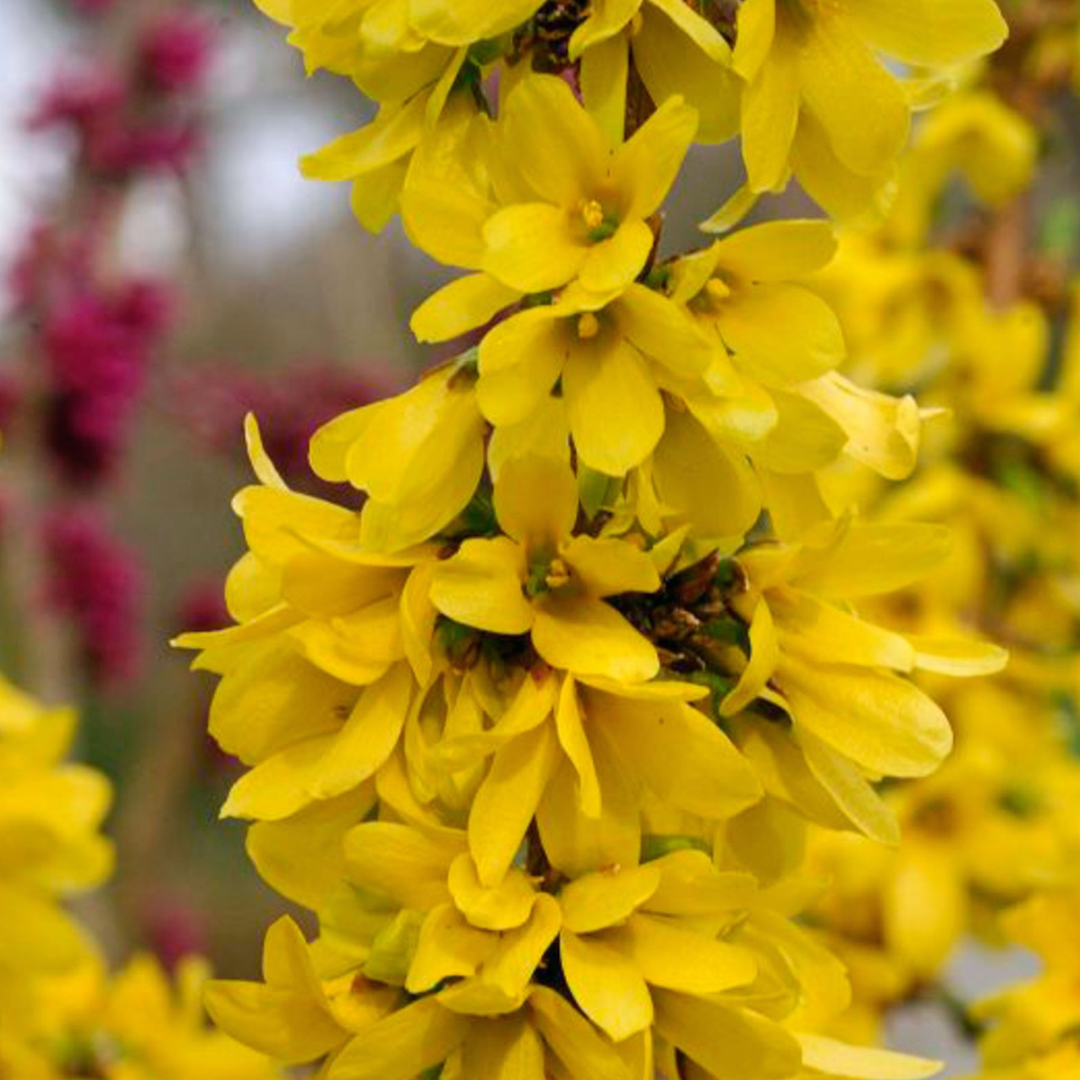 Forsythia x intermedia Show Off® Starlet