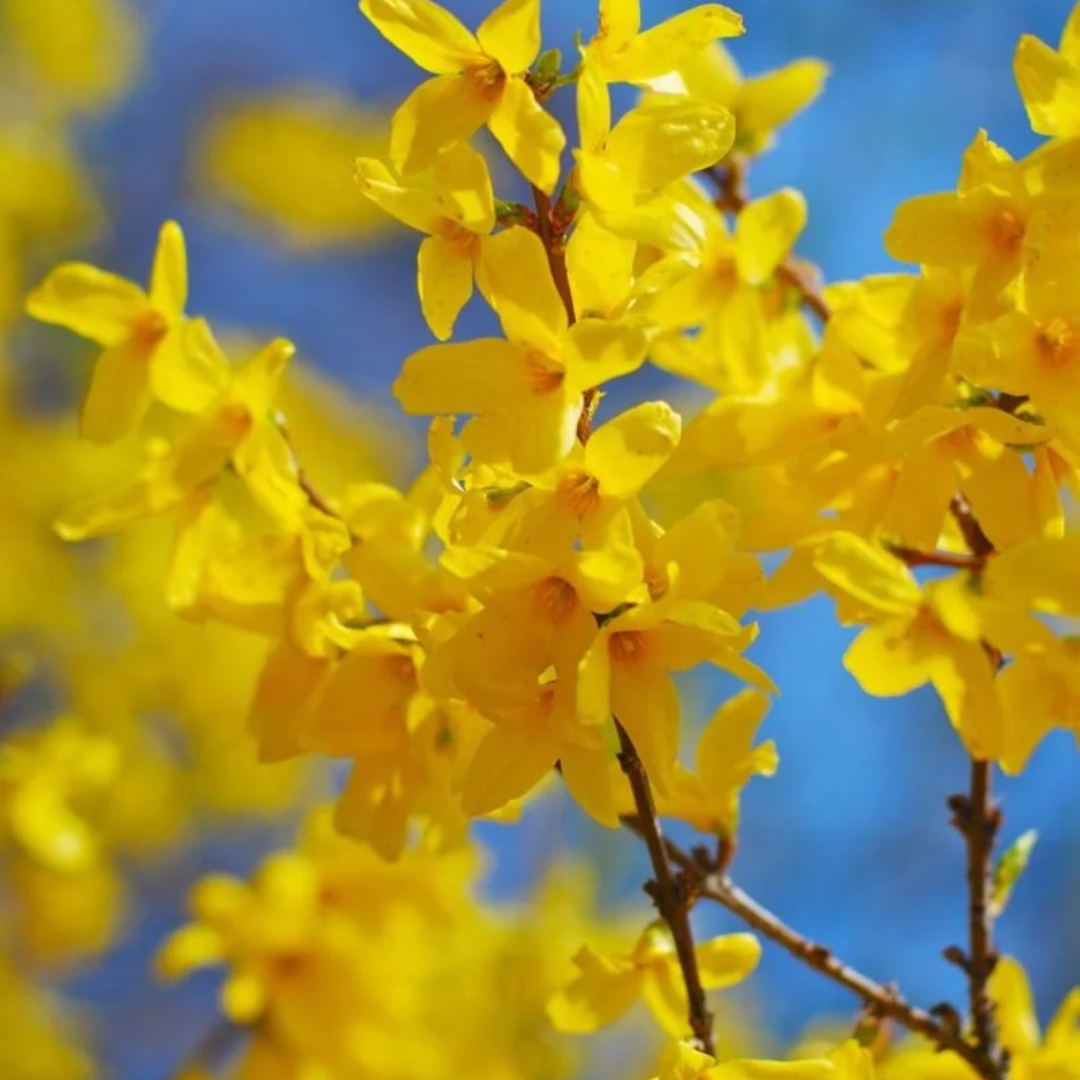 Forsythia x intermedia 'Lynwood Gold'