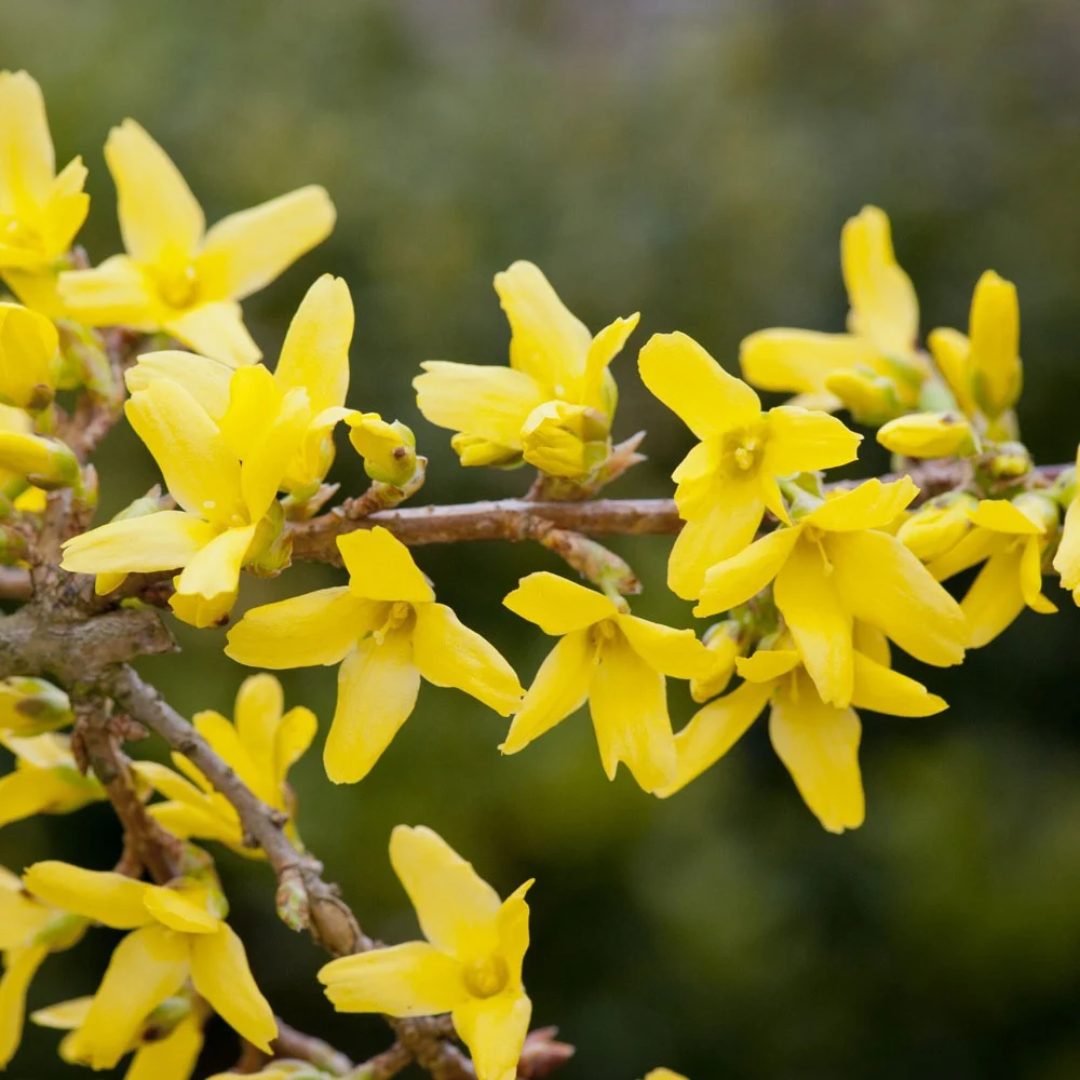 Forsythia x intermedia 'Spectabilis'