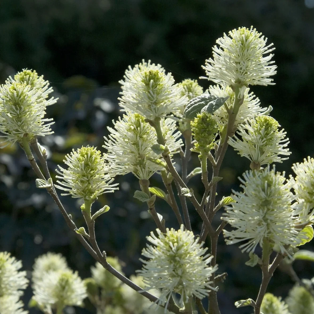 Fothergilla major 'Mount Airy'