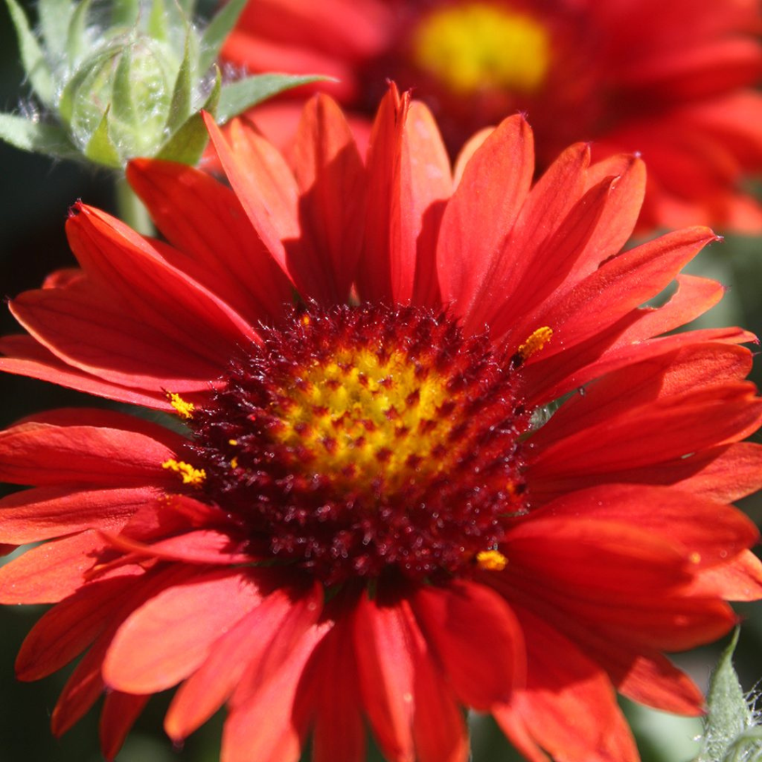 Gaillardia aristata 'Arizona Red Shades'