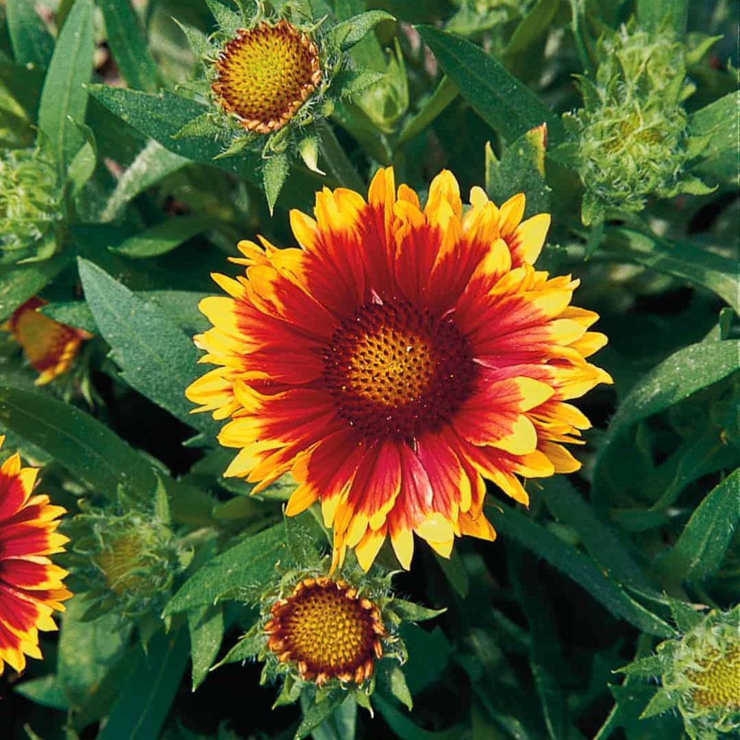 Gaillardia aristata 'Arizona Sun'