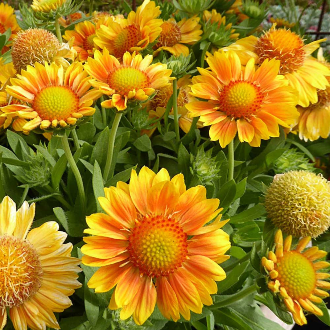 Gaillardia grandiflora 'Mesa Peach'