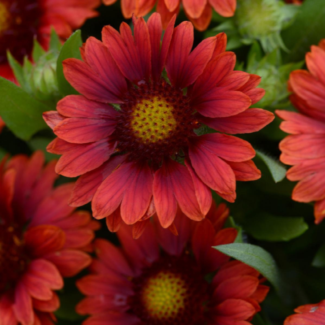 Gaillardia grandiflora 'Mesa Red'