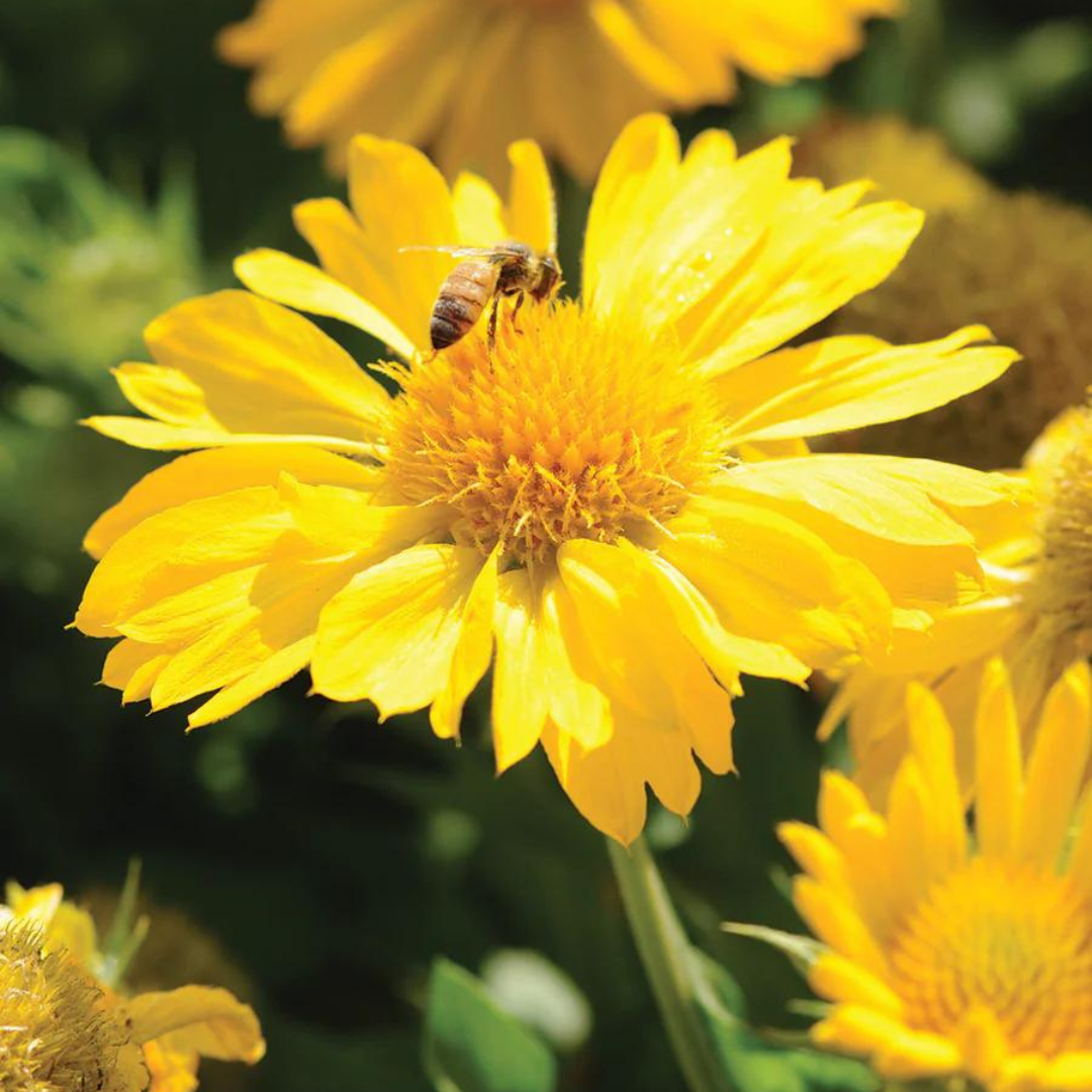 Gaillardia grandiflora 'Mesa Yellow'