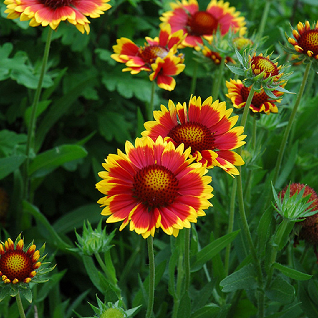 Gaillardia hybrid 'Goblin'