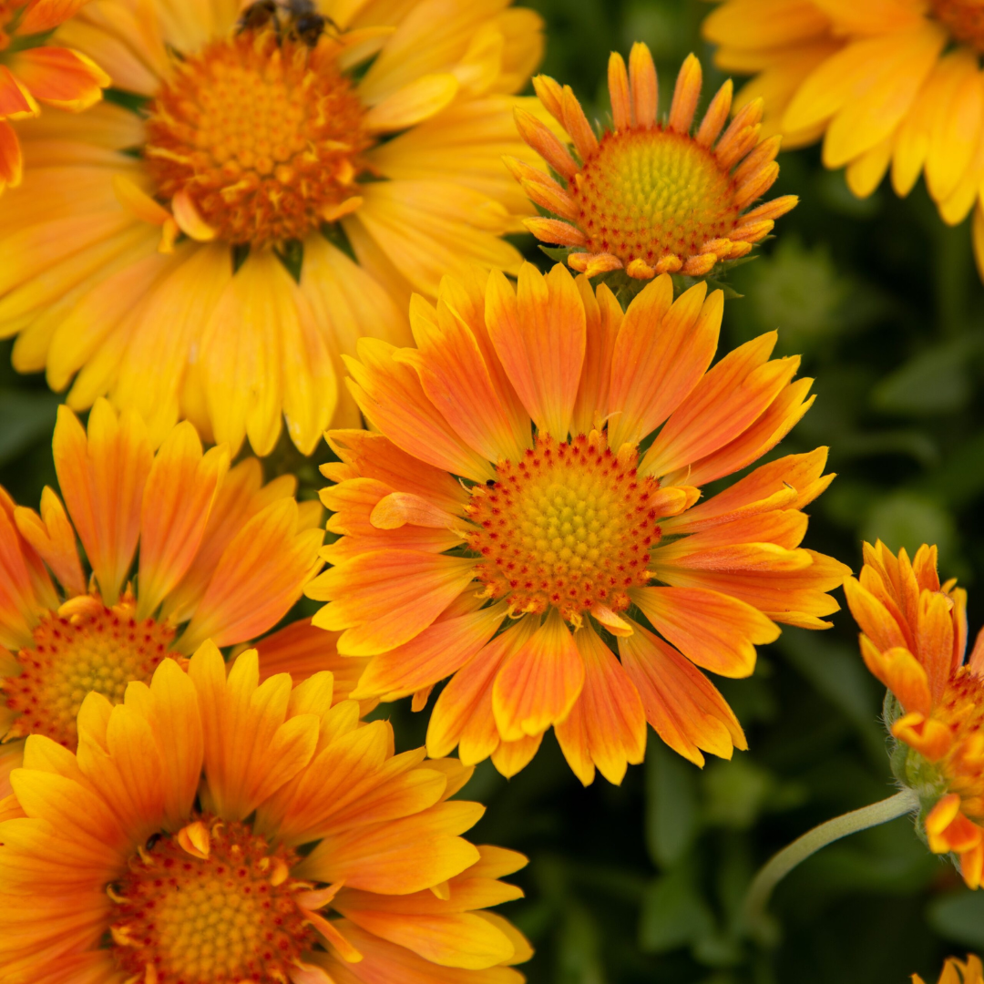 Gaillardia hybrid 'Spintop Mango'