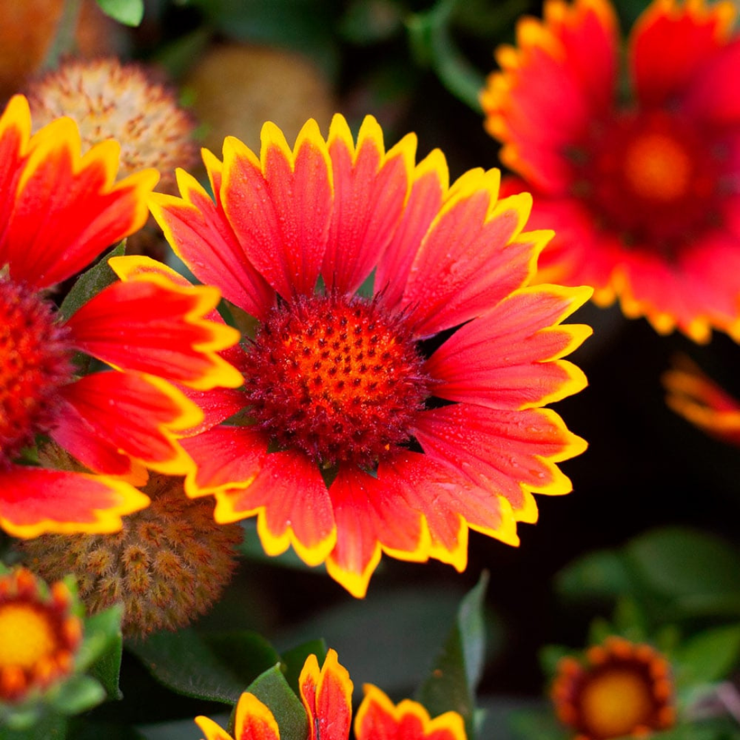 Gaillardia hybrid 'Spintop Orange Halo'