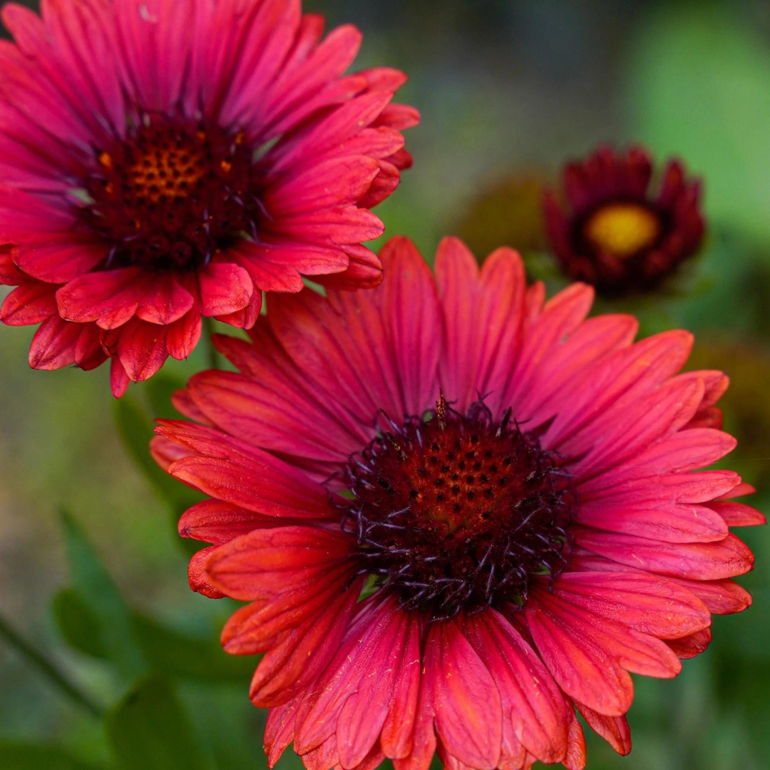 Gaillardia hybrid 'Spintop Red'