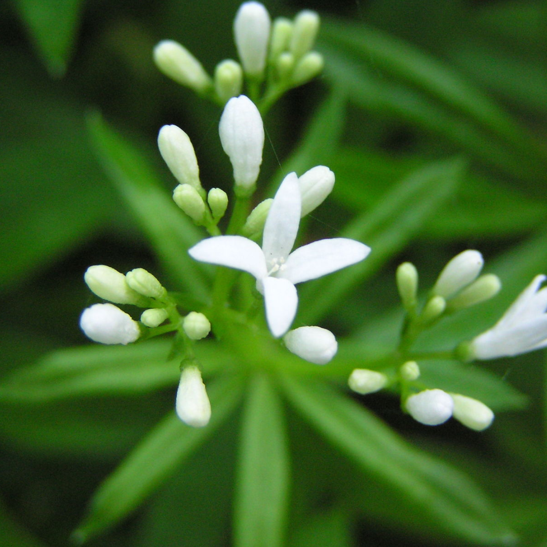 Galium odoratum