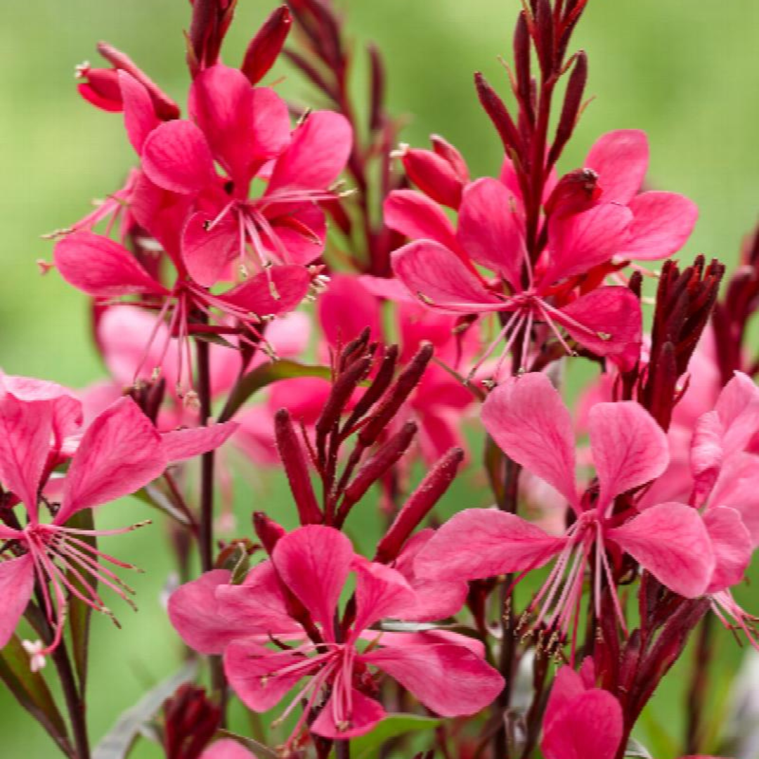 Gaura lindheimeri 'Gaudi Red'