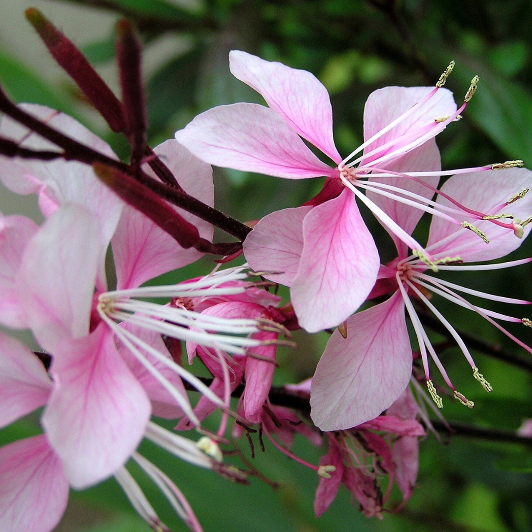 Gaura lindheimeri 'Monarch Pink'