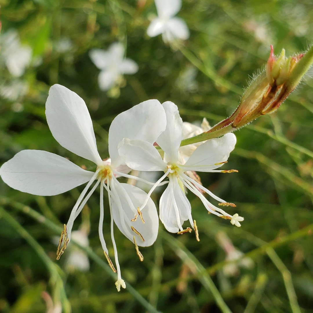 Gaura lindheimeri 'Monarch White'