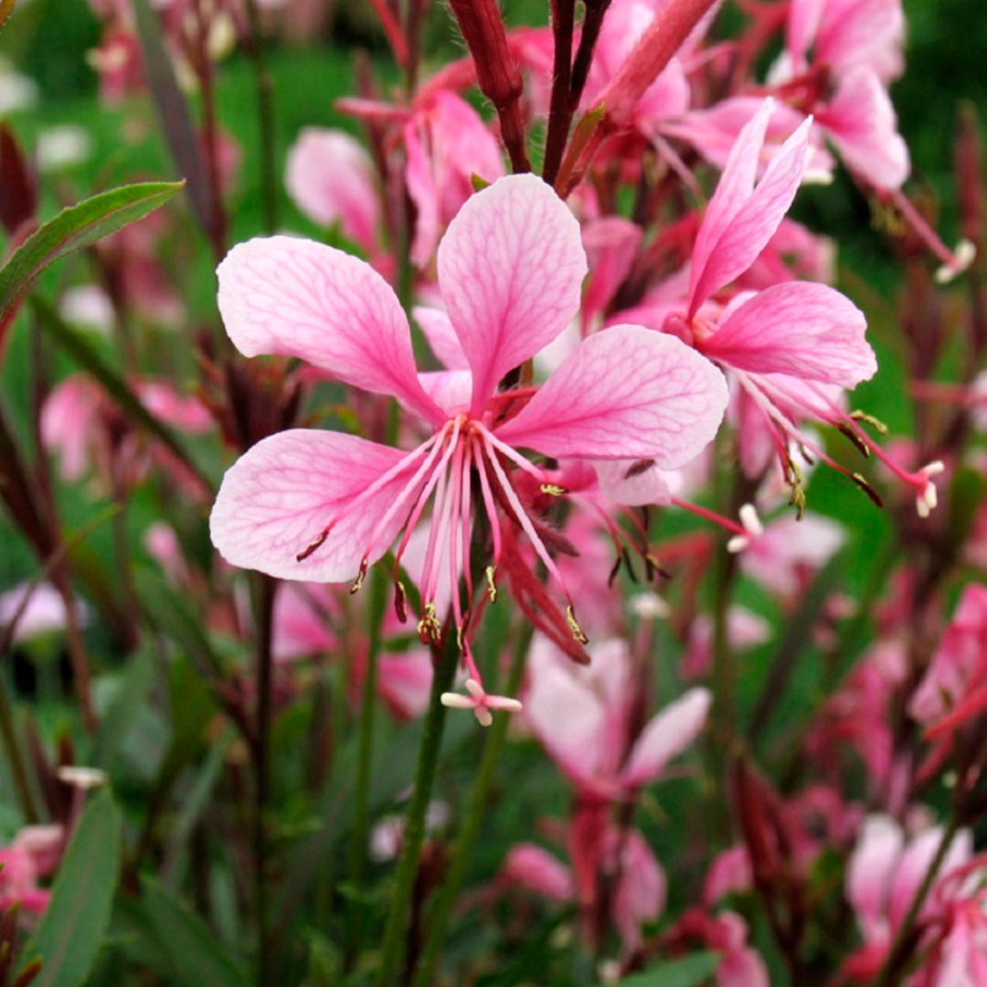 Gaura lindheimeri 'Passionate Blush'