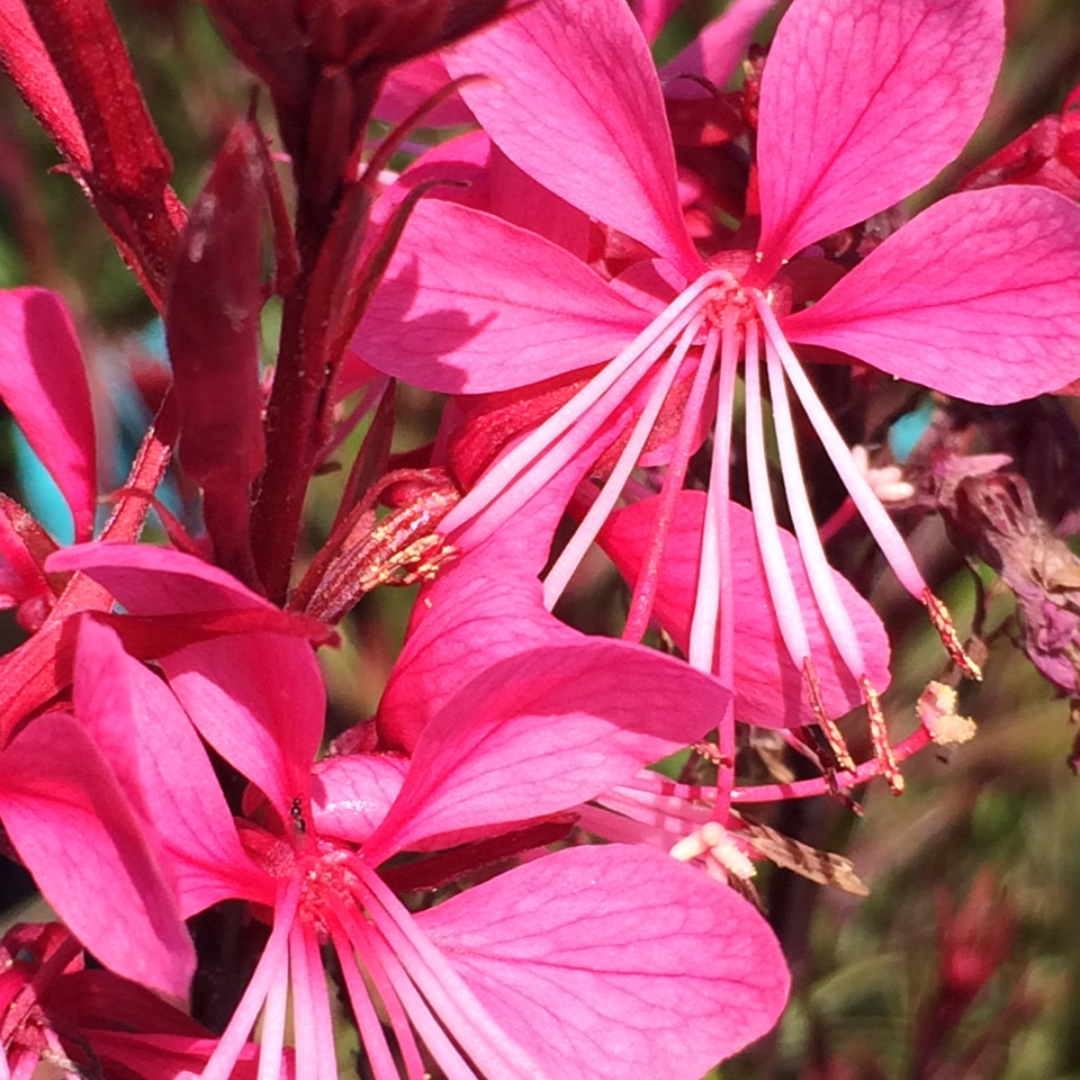 Gaura lindheimeri 'Passionate Rainbow'