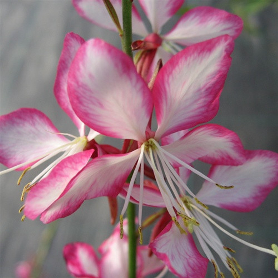 Gaura lindheimeri 'Rosy Jane'