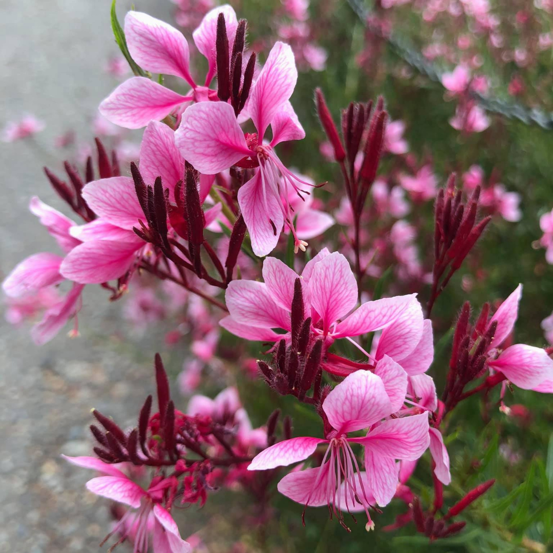 Gaura lindheimeri 'Siskiyou Pink'