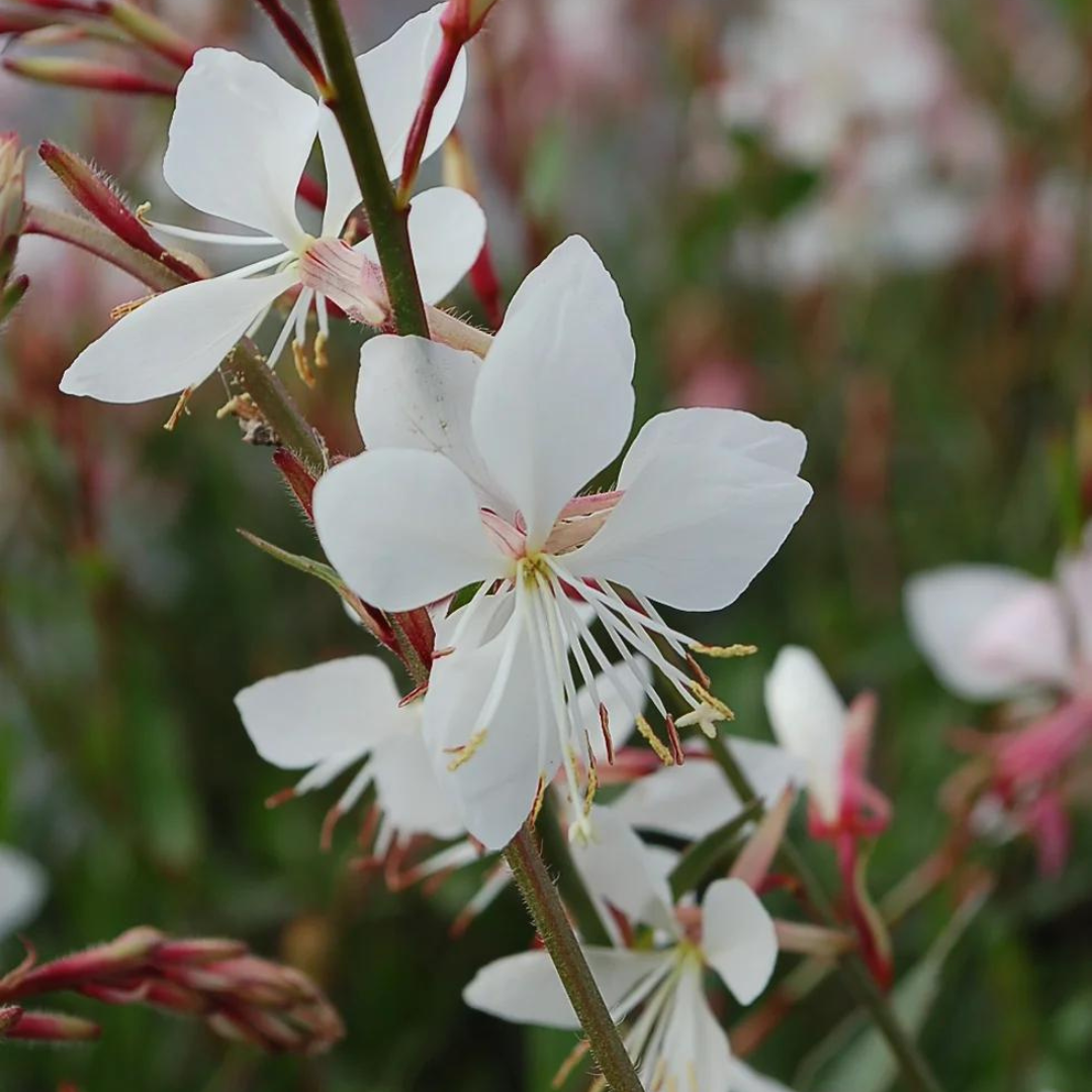 Gaura lindheimeri 'Sparkle White'