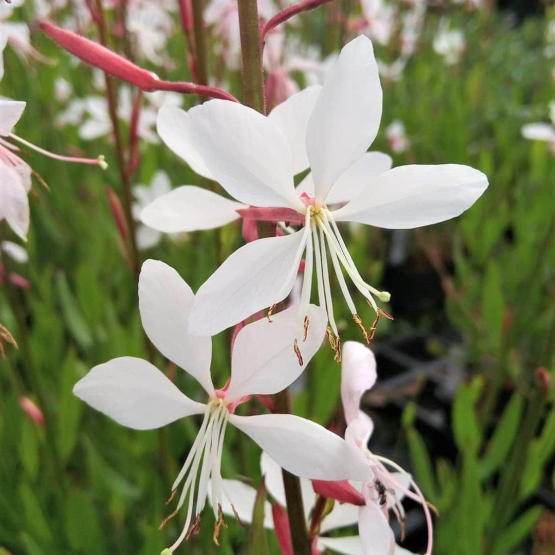 Gaura lindheimeri 'Whirling Butterflies'