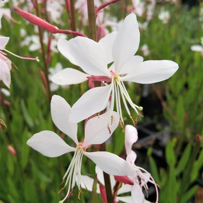 Gaura 'Whirling Butterflies'
