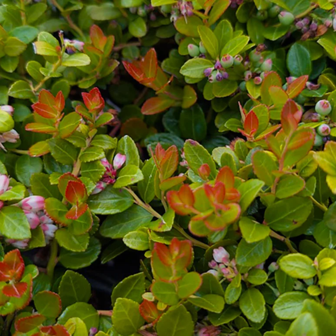 Gaylussacia brachycera 'Berried Treasure'