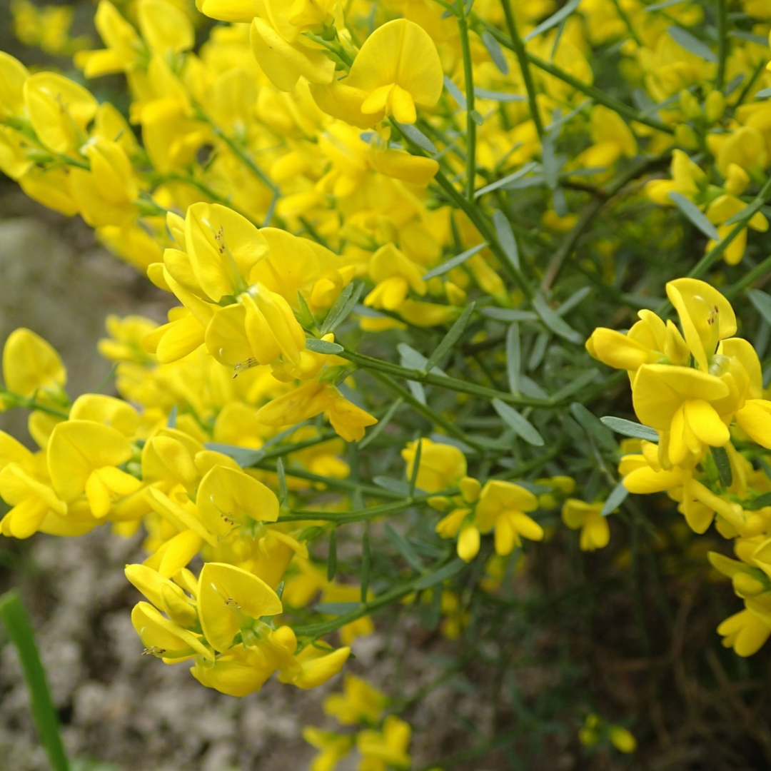 Genista lydia