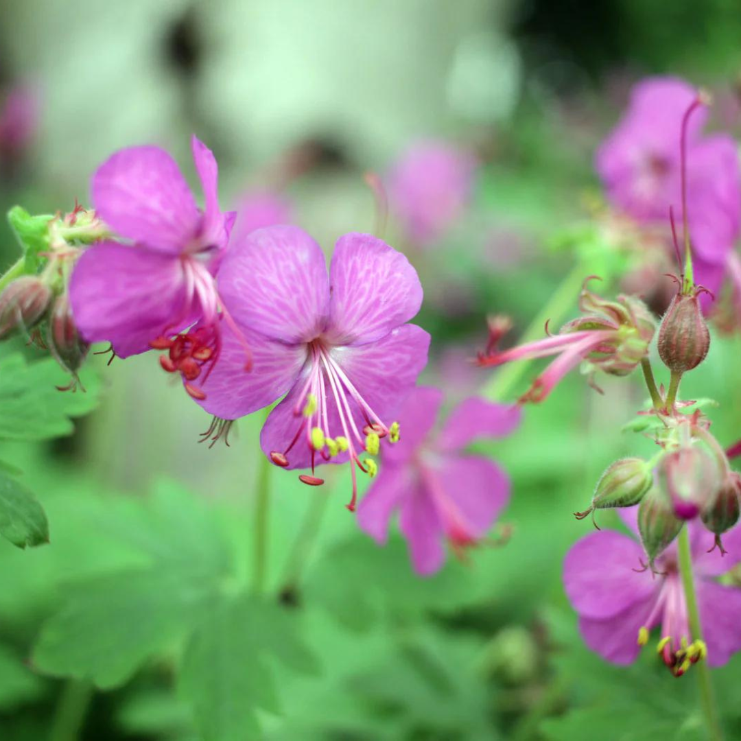 Fall Color Bevans Geranium Buy Geranium 'Bevan's Variety' | Unrivaled Perennials – Black Sheep ...