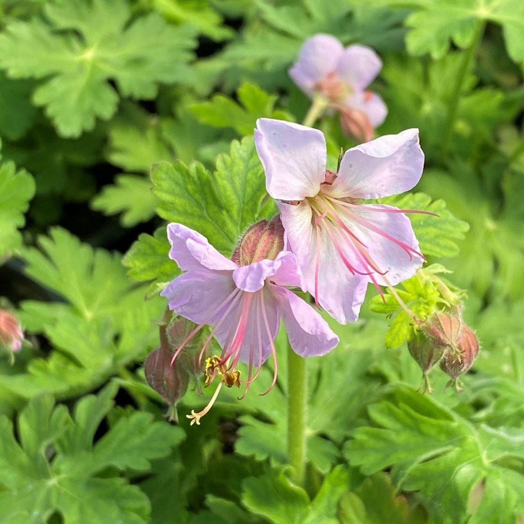 Geranium macrorrhizum 'Ingwersen's Variety'