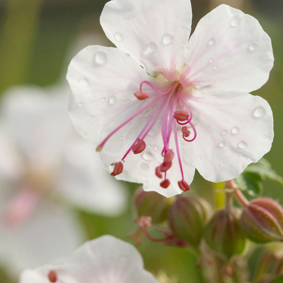 Geranium x cantabrigiense 'Biokovo'