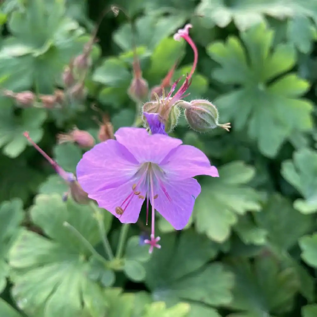 Geranium x cantabrigiense 'Cambridge'