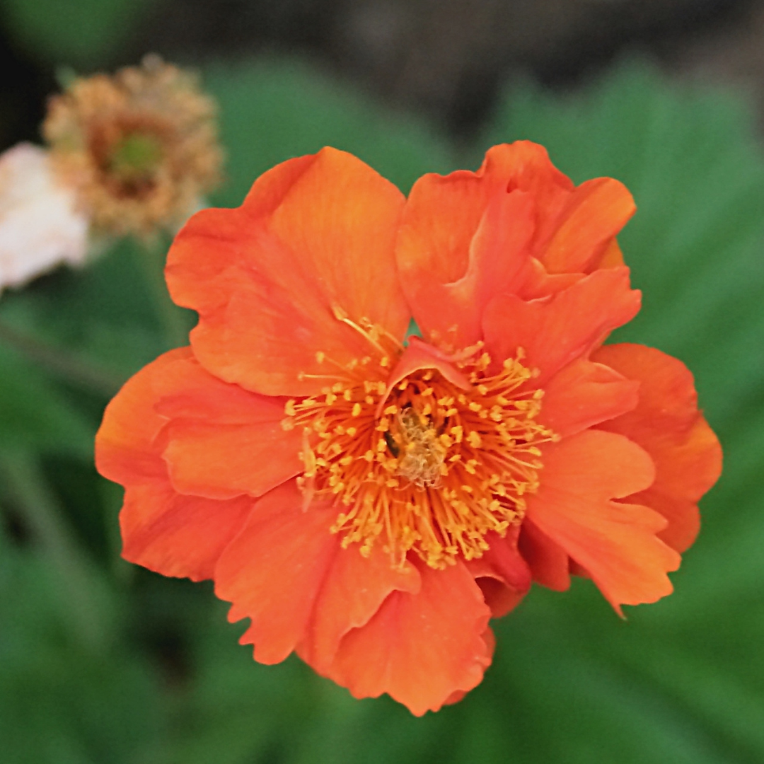 Geum coccineum 'Koi'