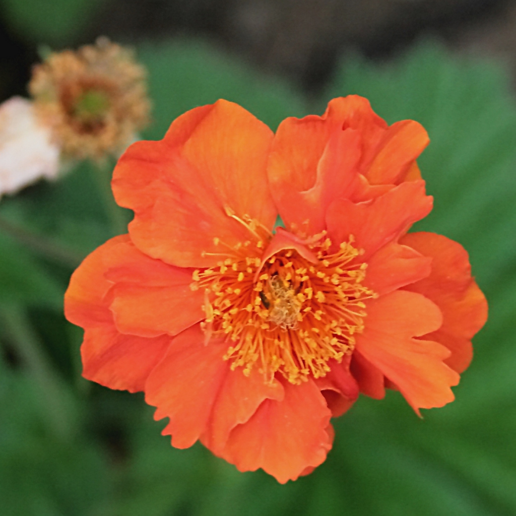 Shop Geum 'Koi'