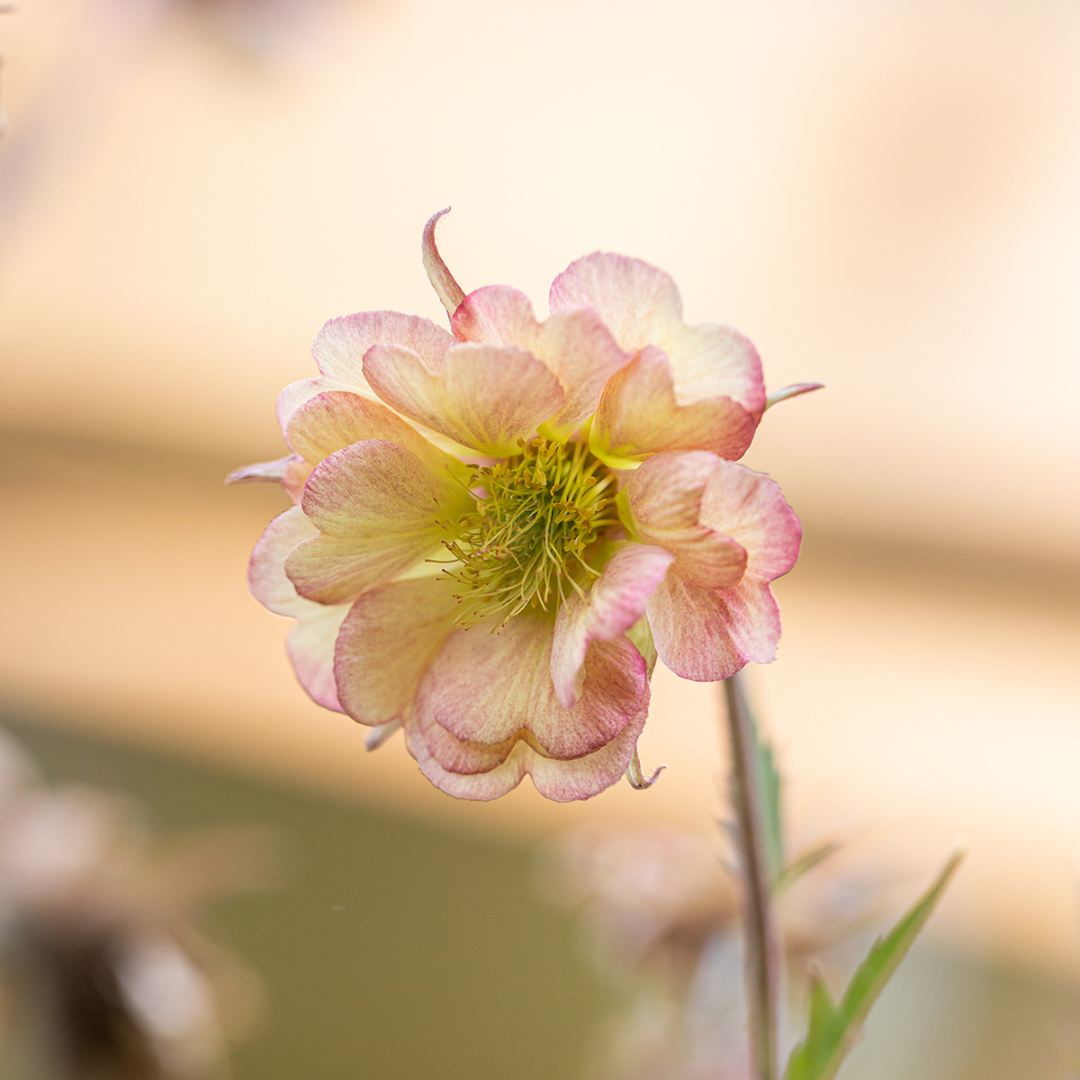 Geum hybrid 'Pretticoats Peach'