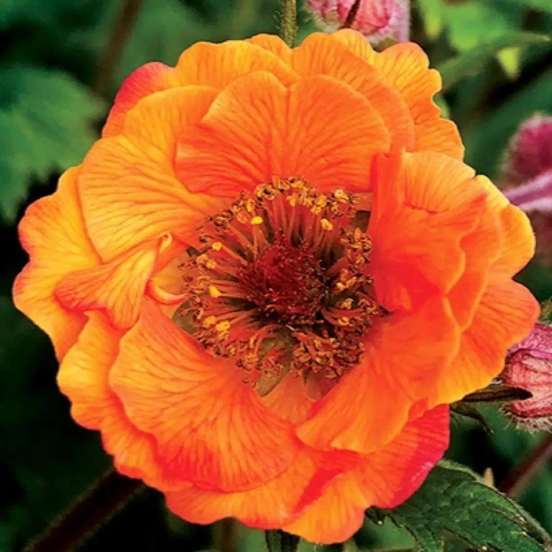 Geum hybrid 'Tempo Orange'