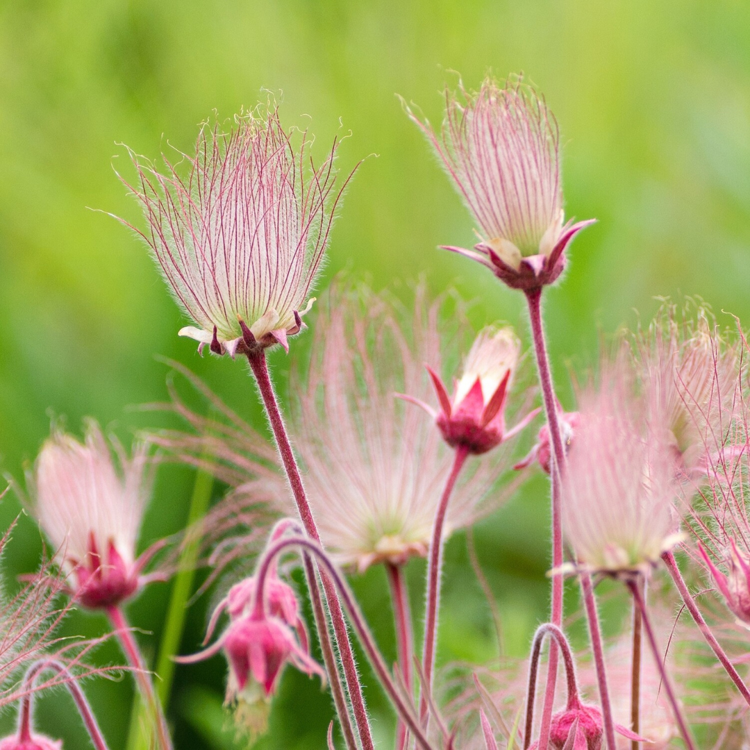Geum triflorum