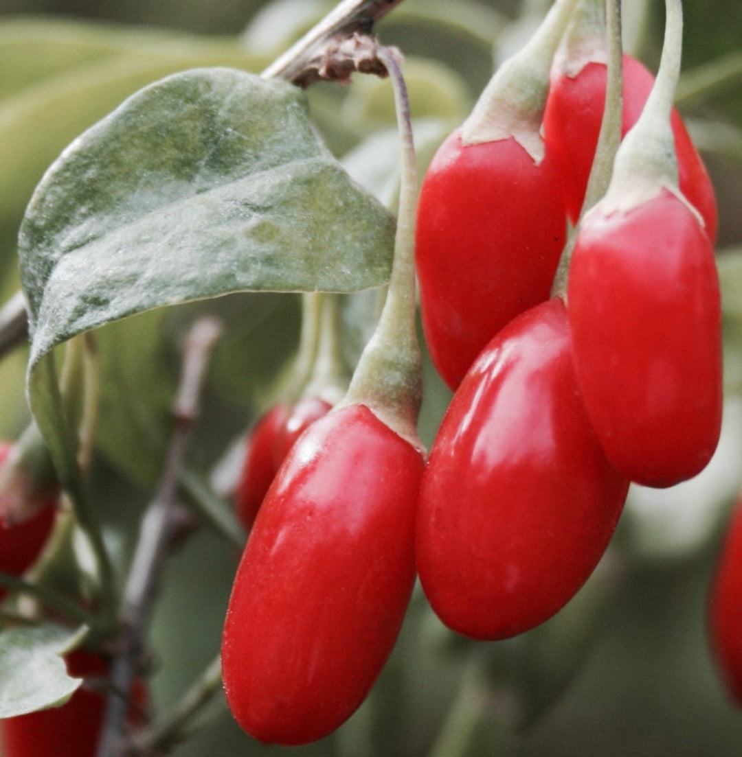 Goji Berry x 'Dynamite'