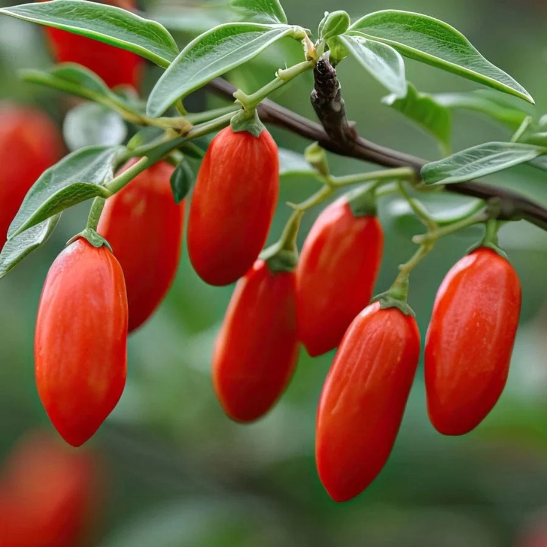 Goji Berry x 'Firecracker'