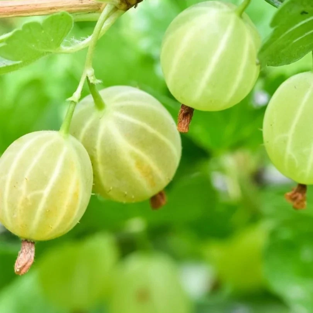 Gooseberry x 'Pixwell'