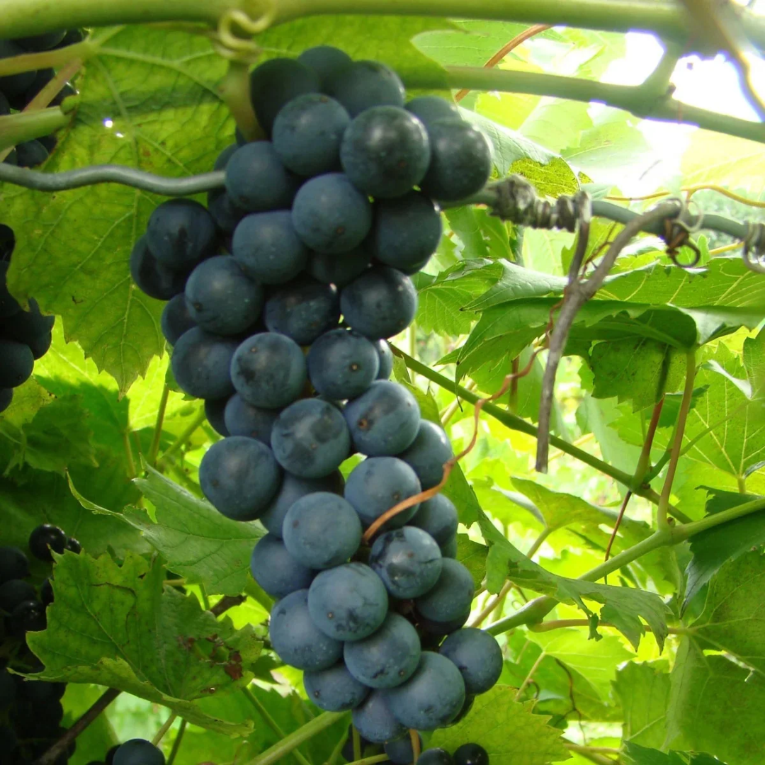 Grape x 'Baco Noir'