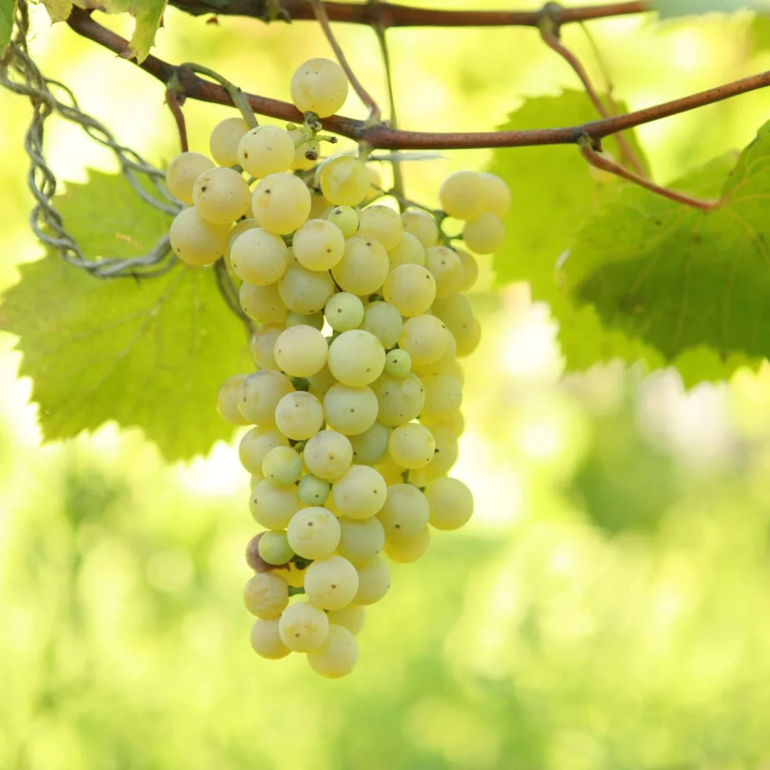 Grape x 'Brianna'