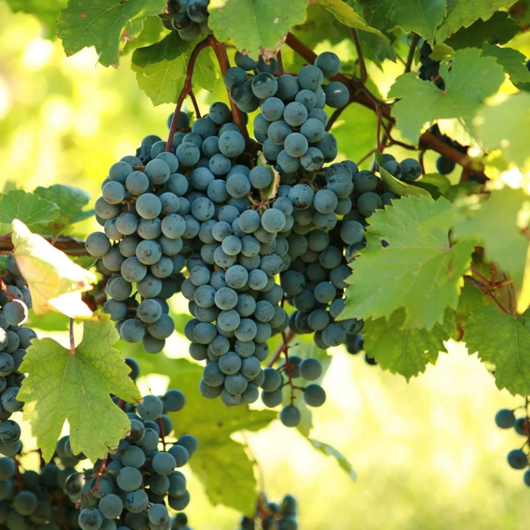 Grape x 'De Chaunac'